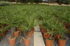 Chamaerops excelsa 